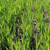 Hard Red Spring Wheat Cover Crop Seeds CP1-100_Base